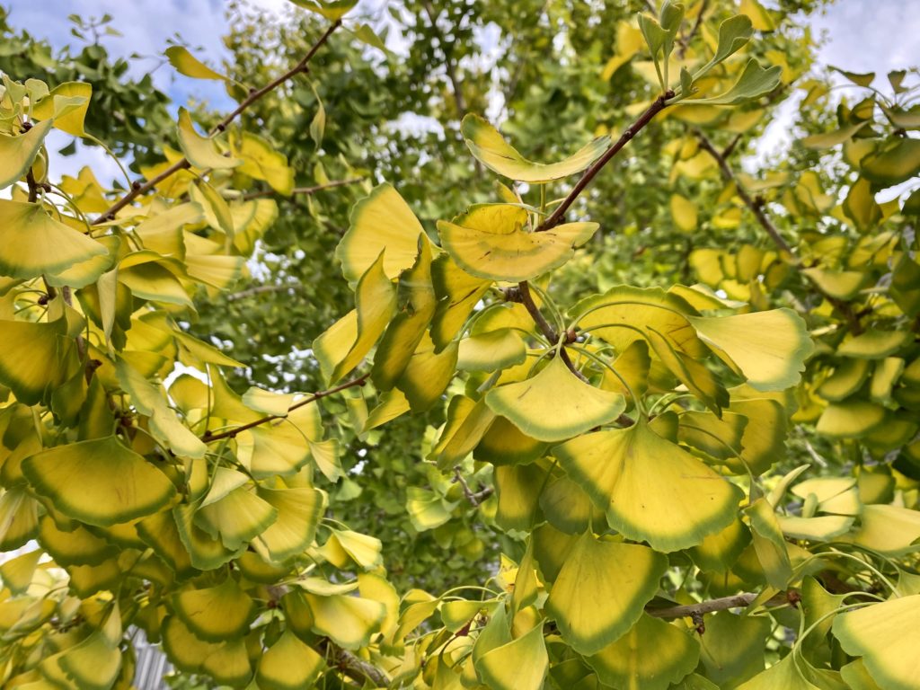 黄色く染まる銀杏の葉